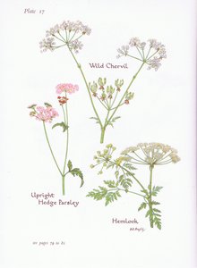 Wilde Kervel, Gevlekte Scheerling, Gladde Fluitenkruid door Bessie D. Inglis