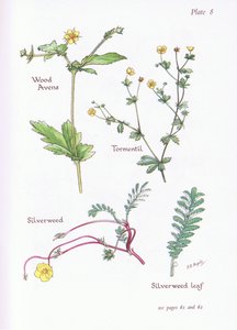 Geel Nagelkruid, Tormentil, Zilverschoon door Bessie D. Inglis