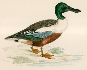 Slobeend