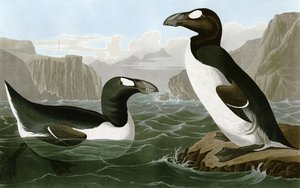 Grote Alk door Bird Artist of America. John James Audubon