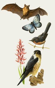 Britse wilde dieren met uitsterven bedreigd