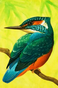 IJsvogel.