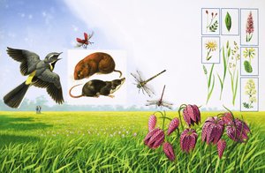 De bloeiende velden, inclusief grijze kwikstaart, rode kardinaalkever, veldmuis en verschillende grassoorten en planten