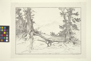 Sierra Pines