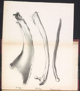 Drie ribben van de walvis, 1827