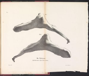 Heupbeen van de walvis, 1827