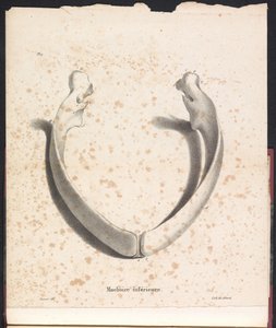 Onderkaak van de walvis