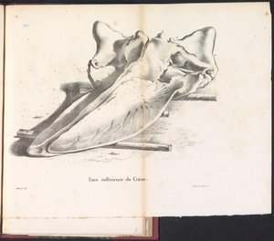 Schedel van de walvis, 1827