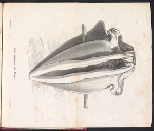 Schedel van de walvis, 1827