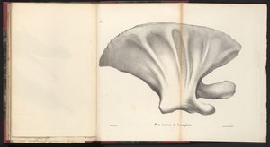 Schouderblad van de walvis, 1827