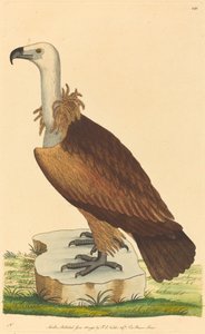 De alpengier