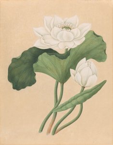 Oost-Indische Lotus (Nelumbo nucifera)
