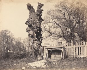 Oude boom bij Chatham door British 19th Century