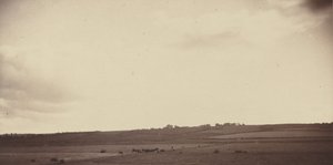 Gezicht op velden met koeien,jaren 1850-1860 (foto)