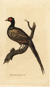 Gewone fazant, Phasianus colchicus door British School