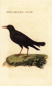 Alpenkraai, Pyrrhocorax pyrrhocorax