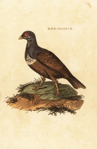 Rode korhoen, Lagopus lagopus scotica