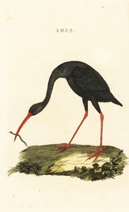 Scherpstaart ibis, Cercibis oxycerca
