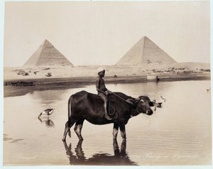 Een kind en een os in een waterplas aan de voet van de piramides van Chephren (Khefren) en Cheops (Kheops, Keops, Khoufu, Khufu) in Gizeh (Gizeh, Giza, Giza) - fotografie door de gebroeders Zangali, eind 19e eeuw door Brothers Zangaki
