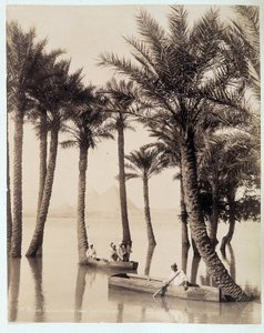 Een palmbos aan de voet van de piramides van Egypte - foto door de gebroeders Zangali, eind 19e eeuw door Brothers Zangaki