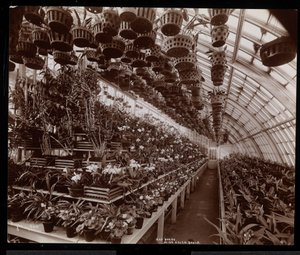 Orchideeën in een kas op het Helen Gould landgoed (voormalige Jay Gould residentie) in Tarrytown, New York, 1894 door Byron Company