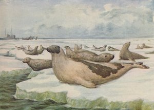 Zeehondenjacht, Newfoundland, 1916