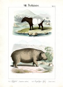 Nijlpaard en Tapir door C. Roth