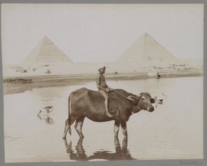 Jongen op een buffel met op de achtergrond twee piramides in Egypte door C. and G. Zangaki