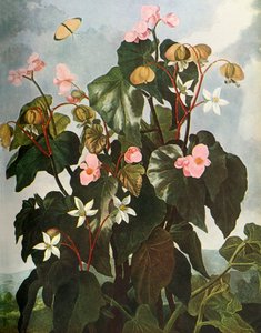 Schuine-bladige Begonia, ca. 1800, 1948