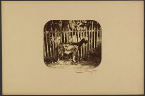 [Geit] door Camille Silvy