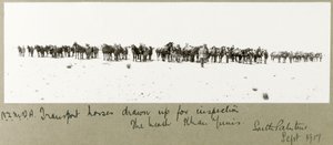 N.Z.M.F.A. transportpaarden opgesteld voor inspectie op het strand, Khan Yunis, september 1917 door Capt. Arthur Rhodes
