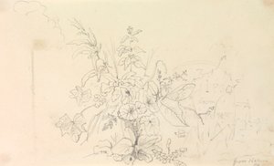 Schets van Planten en een Mijlpaal uit de Natuur, 3 juni 1826 door Capt. Thomas Hastings