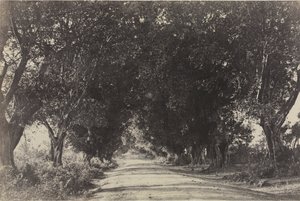 Laan van de Banianbomen, Seringham, India door Captain Linnaeus Tripe