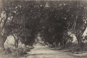 Laan van de Banianbomen, Seringham, India, 1858 door Captain Linnaeus Tripe