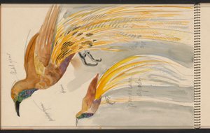 Großer Paradiesvogel door Carel Adolph Lion Cachet