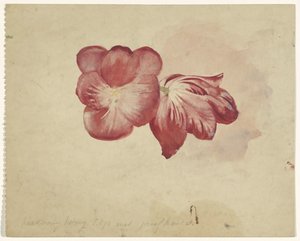 Twee rode tulpen door Carel Adolph Lion Cachet