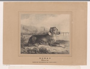 Hond Donau door Carel Christiaan Antony Last