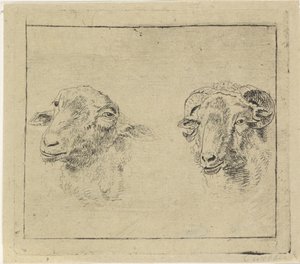 Kop van een ram en kop van een schaap