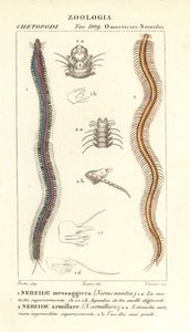 Bar-tandige nereid, Perinereis nuntia en nereid, Syllis armillaris