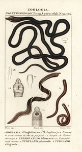 Snoerworm, Lineus longissimus 1, Borlasia angliae 1, slurfworm, Cerebratulus bilineatus 2, Cerebratulus bilineatus 2, lintworm, Tubulanus polimorphus 3, Tubulanus elegans 4