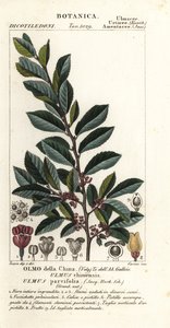 Chinese iep of kantbast iep, Ulmus parvifolia, Ulmus chinensis, Olmo della China