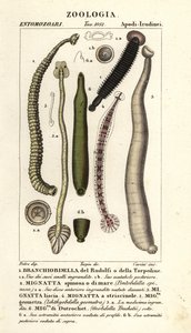 Visbloedzuiger en zoetwaterbloedzuigers: Branchiobdellida, Pontobdella spinosa, Whitmania laevis, Hirudo vittata, Piscicola geometra, Ichthyobdella geometra, Geobdella trochetii