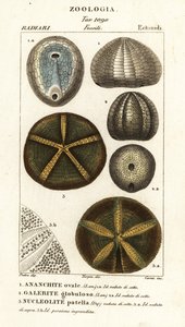 Fossielen van uitgestorven zee-egels: Echinocorys (Ananchites), Galerites globulosus en Nucleolites patella