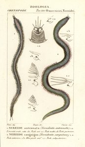 Leodice antennata, Nereidonta antennata 1, en Eunice sanguinea, Nereidonta sanguinea 2