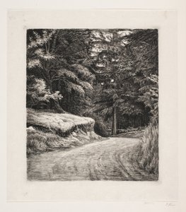De weg in het dennenbos