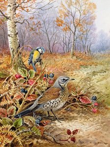 Kramsvogel en Pimpelmees