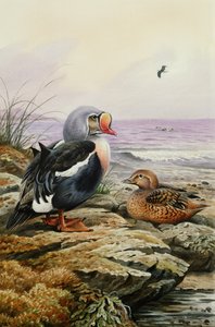 Koningseider door Carl Donner