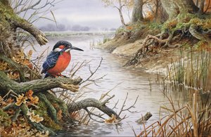 IJsvogel