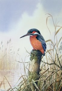 IJsvogel