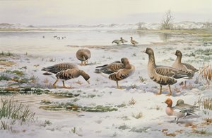 Rietganzen door Carl Donner